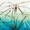 Driftwood Reflection Series #1