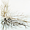Driftwood Reflection Series #2