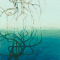 Driftwood Reflection Series #7