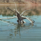 Reflection-Jumping Driftwood