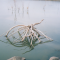 Reflection-Crawling Driftwood