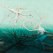Driftwood Reflection w/ Skull